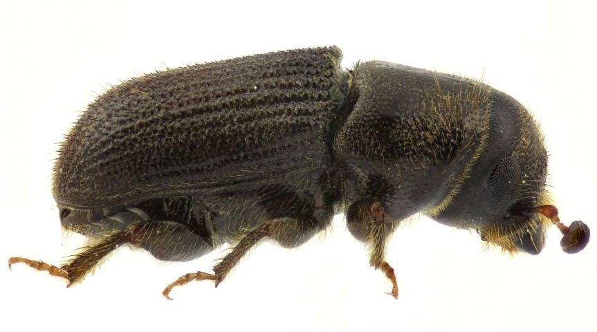 Figure 4. Lateral view of southern pine beetle.