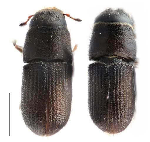 Figure 3. Dorsal view of southern pine beetles with female on the left and male on the right. Bar corresponds to 1.0 mm.