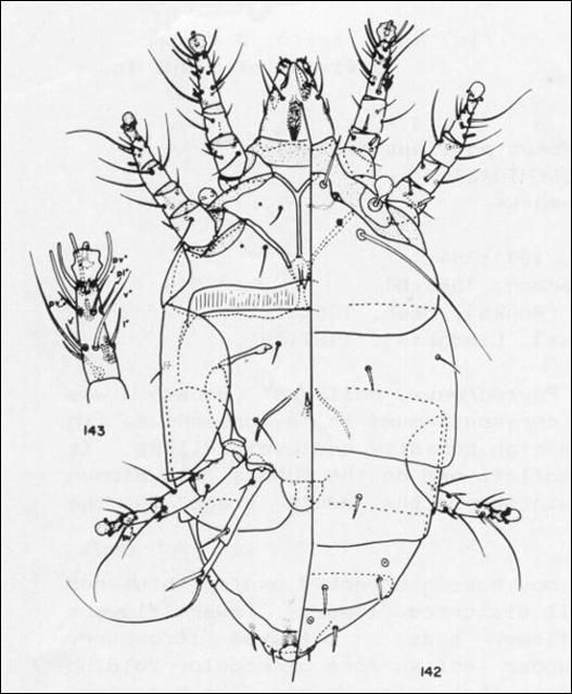 Figure 1. Adult female cyclamen mite, Phytonemus pallidus (Banks).