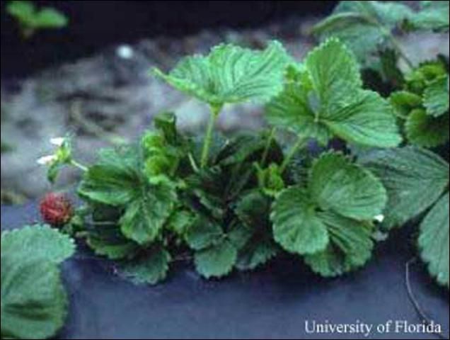 Figure 3. A strawberry plant damaged by cyclamen mite, Phytonemus pallidus (Banks). Leaf petioles are short, blades are small, thickened and wrinkled, and total growth is stunted.