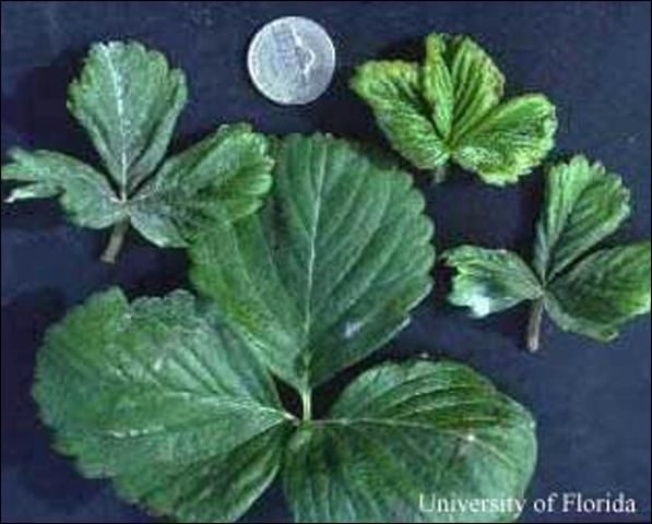 Figure 6. One normal, large undamaged strawberry leaf compared with three leaves damaged by cyclamen mite, Phytonemus pallidus (Banks).