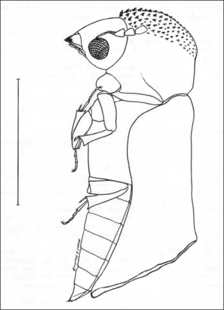 Figure 2. Lateral view of adult Xylopsocus capucinus (Fabricius), a false powder-post beetle. Line equals 2mm.