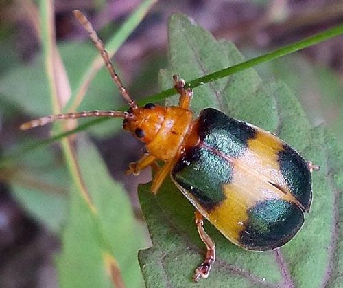 Figure 1. Adult larger elm leaf beetle, Monocesta coryli (Say).