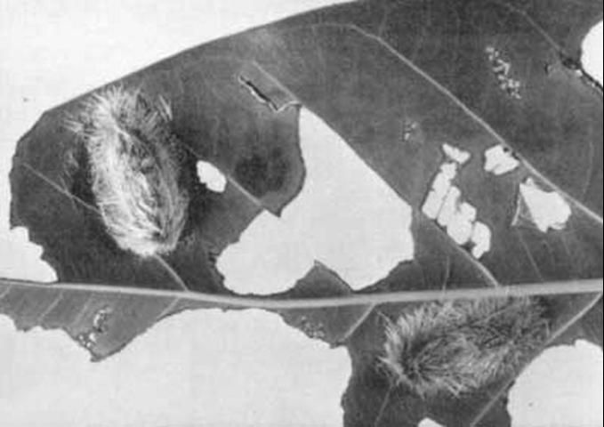Figure 6. Pupae of the Edwards wasp moth, Lymire edwardsii (Grote), on damaged Ficus leaf.