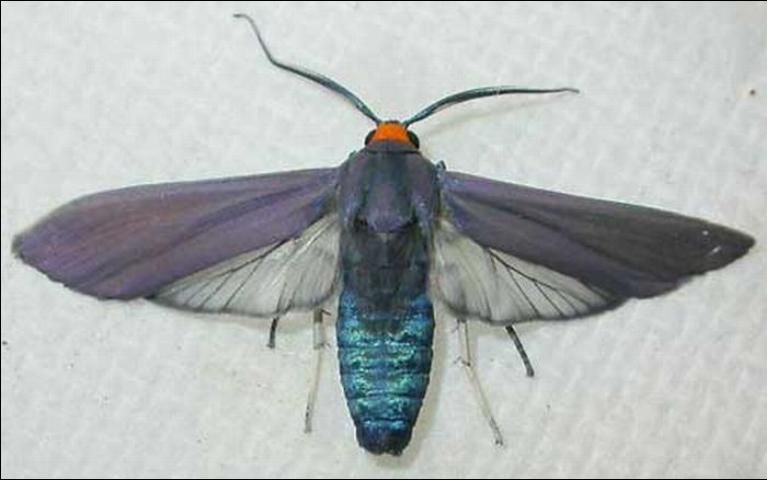 Figure 1. Dorsal view of an adult Edwards wasp moth, Lymire edwardsii (Grote).