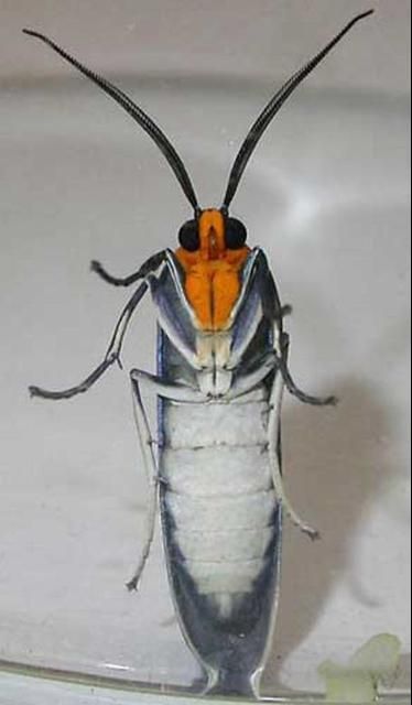 Figure 2. Ventral view of an adult Edwards wasp moth, Lymire edwardsii (Grote).