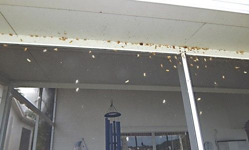 Figure 8. Large aggregation of Lymire edwardsii (Grote) cocoons on a porch screen in Naples, Florida.