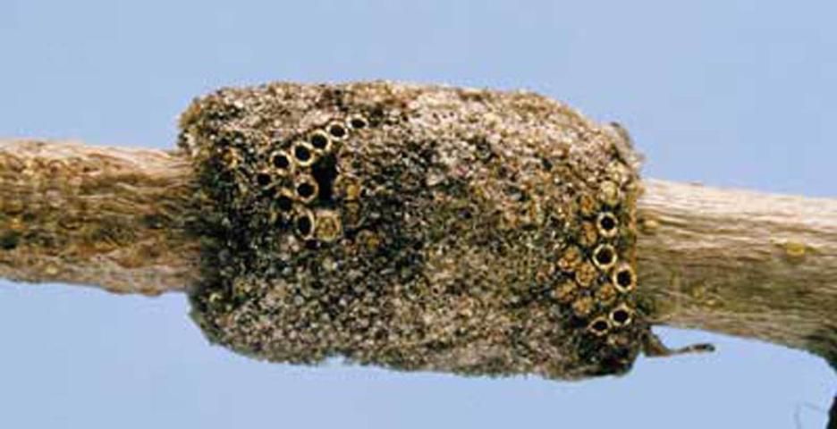 Figure 5. Typical egg mass of the forest tent caterpillar, Malacosoma disstria Hübner.