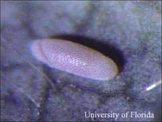 Figure 3. Egg shell of an emerged hover fly, Allograpta obliqua (Say).