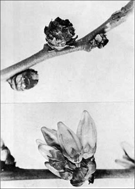 Figure 4. Blueberry bud infested by the blueberry bud mite, Acalitus vaccinii (Keifer) - TOP; uninfested bud bloom - BOTTOM.