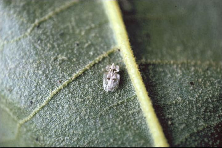 Figure 2. Closeup of adult sycamore lace bug, Corythucha ciliata (Say).