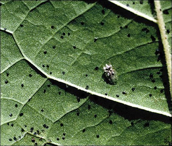 Figure 1. Adult sycamore lace bug, Corythucha ciliata (Say).