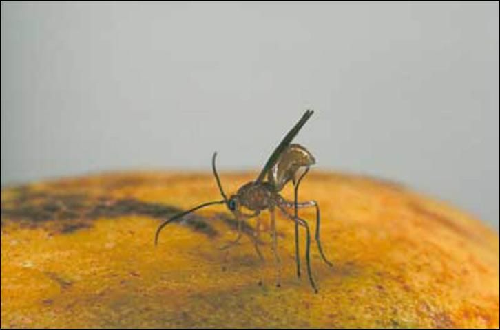 Figure 2. Adult female Diachasmimorpha longicaudata (Ashmead), a braconid endoparasitic wasp that parasitizes the Caribbean fruit fly, ovipositing into fly larvae in guava.