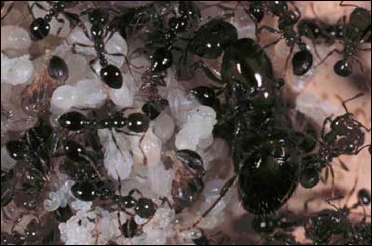 Figure 7. Typical colony of the red imported fire ant, Solenopsis invicta Buren.