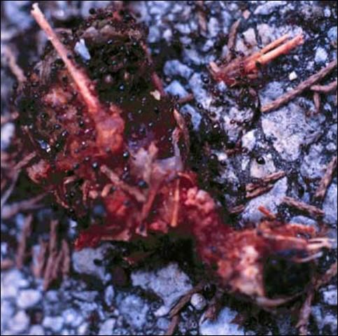 Figure 15. Baby bird being consumed by red imported fire ants, Solenopsis invicta Buren.