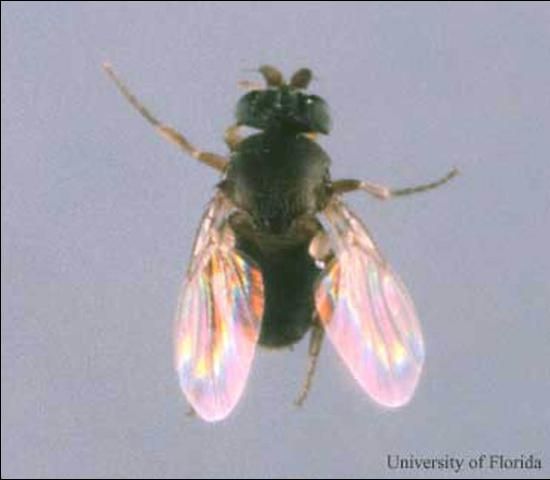 Figure 18. Dorsal view of Pseudacteon tricuspis, a parasitic fly that attacks the red imported fire ant, Solenopsis invicta Buren. One of the two species of parasitoid flies from South America, introduced into the southern states to help manage red imported fire ant populations.