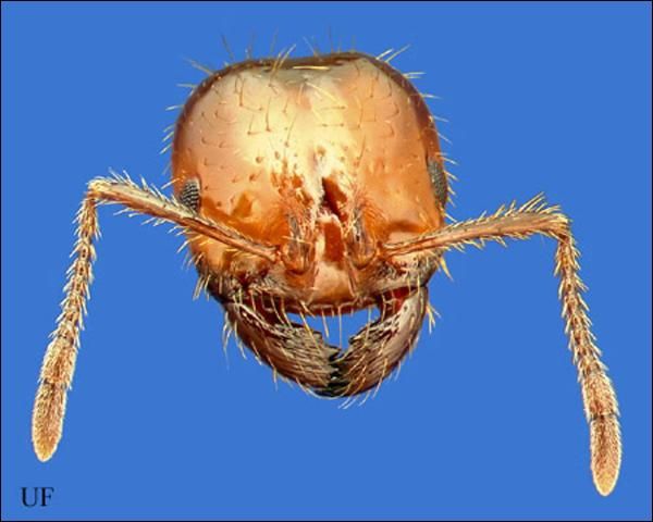 Figure 3. Head of a worker of the red imported fire ant, Solenopsis invicta Buren.