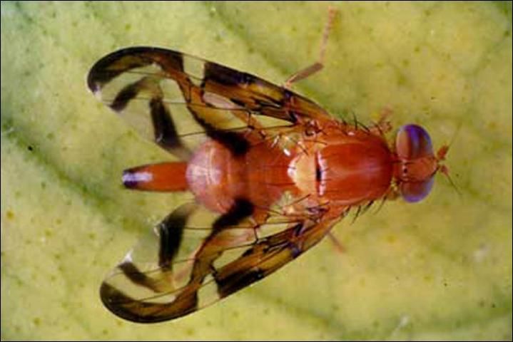 Figure 2. Adult female Caribbean fruit fly, Anastrepha suspensa (Loew).