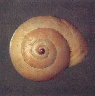 Figure 6. Non-banded color form of the white garden snail, Theba pisana (Müller).