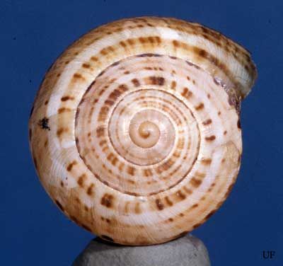 Figure 5. A lighter dots and dashes color form of the white garden snail, Theba pisana (Müller).