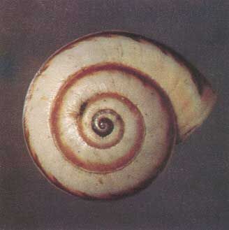 Figure 3. Brown banded color form of the white garden snail, Theba pisana (Müller).