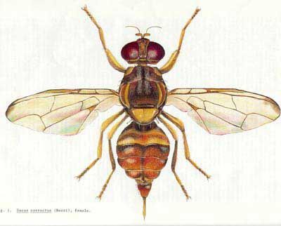 Figure 2. Adult female guava fruit fly, Bactrocera correcta (Bezzi)