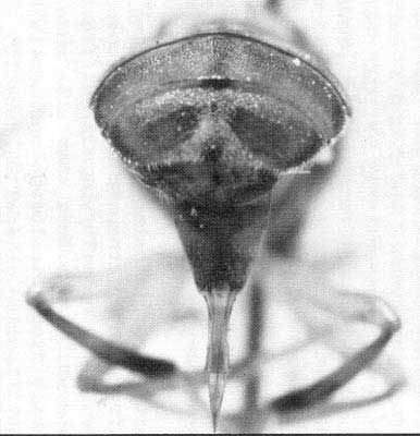 Figure 4. Caudal view of an adult female guava fruit fly, Bactrocera correcta (Bezzi), showing ovipositor sheath and fully extended ovipositor.