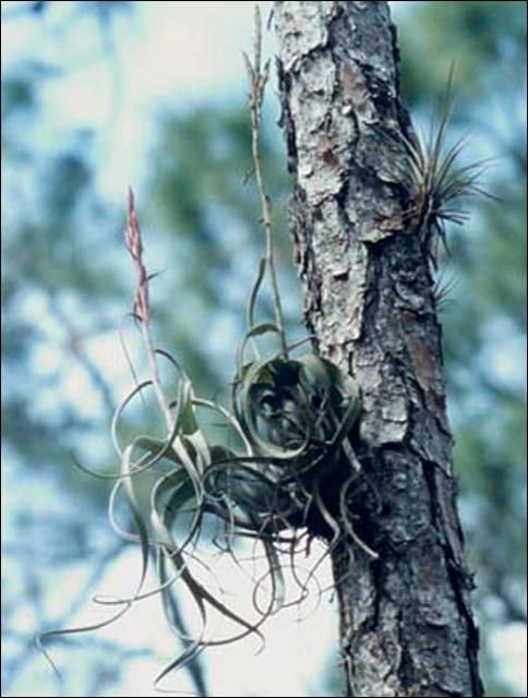 Figure 4. Tillandsia balbisiana Schultes, one of the principal host plants of the Florida bromeliad weevil, Metamasius mosieri Barber.