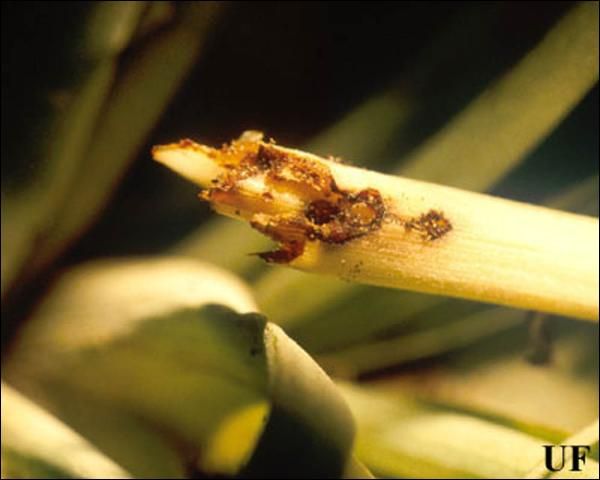 Figure 12. Damage to base of leaves of Tillandsia utriculata (L.) from Metamasius mosieri Barber, the Florida bromeliad weevil.