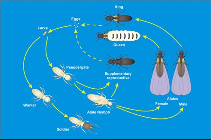 Figure 4. Life cycle of Reticulitermes subterranean species.
