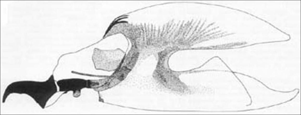 Figure 8. Larval cephalo-pharyngeal skeleton of the Mediterranean fruit fly, Ceratitis capitata (Wiedemann).