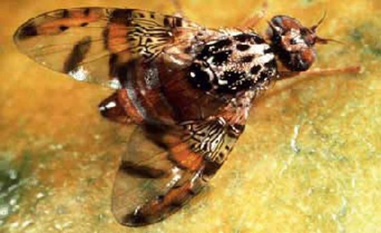 Figure 1. Adult male Mediterranean fruit fly, Ceratitis capitata (Wiedemann).