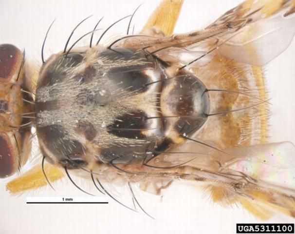 Figure 15. The thorax of the adult Mediterranean fruit fly, Ceratitis capitata (Wiedemann), is creamy white to yellow with characteristic pattern of black blotches. The light areas have very fine white bristles.