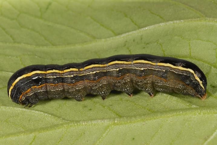 Figure 1. Lateral view of a larva of the yellowstriped armyworm, Spodoptera ornithogalli (Guenée). The yellow dorsolateral line running the length of the body is the basis for the common name of this insect.