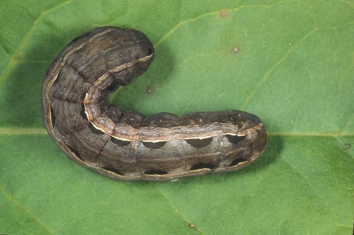 Figure 2. Dorsal view of a larva of the yellowstriped armyworm, Spodoptera ornithogalli (Guenée).