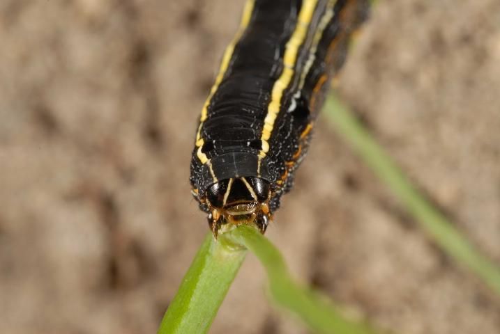 Figure 5. Face of the yellowstriped armyworm, Spodoptera ornithogalli (Guenée) showing an inverted V.