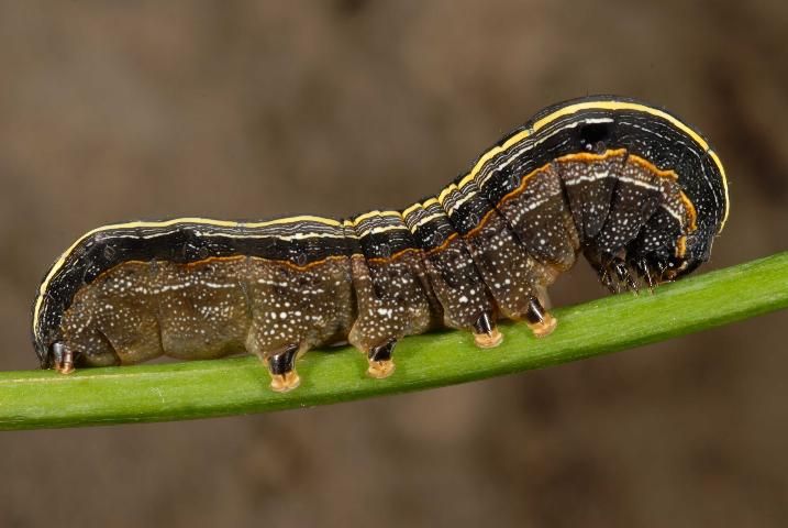 Figure 3. Lateral view of a larva of the yellowstriped armyworm, Spodoptera ornithogalli (Guenée).