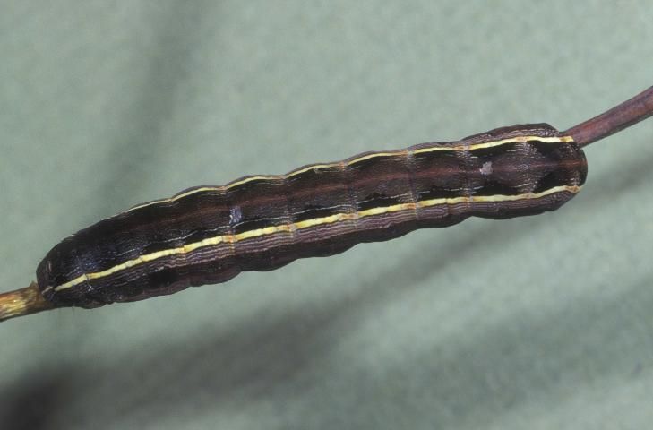 Figure 4. Dorsal view of a larva of the yellowstriped armyworm, Spodoptera ornithogalli (Guenée).