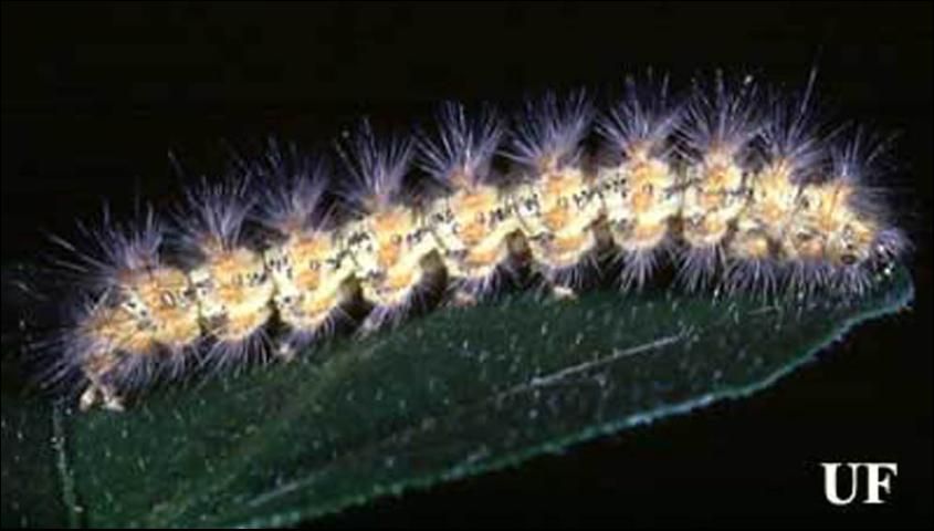 Figure 5. Intermediate stage of the saltmarsh caterpillar, Estigmene acrea (Drury).