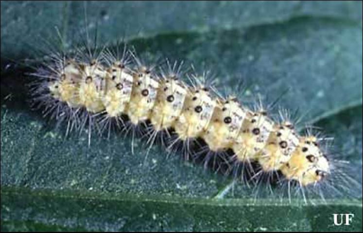Figure 4. Young saltmarsh caterpillar, Estigmene acrea (Drury).