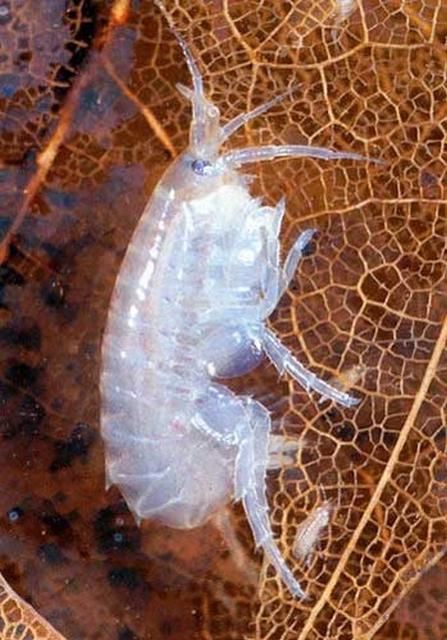 Figure 2. Hyalella azteca is a 1/4-inch-long amphipod that is common in aquatic systems.