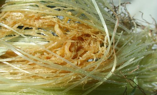 Figure 13. Damage to sweet corn silk by Euxesta spp. and Chaetopsis massyla larvae.