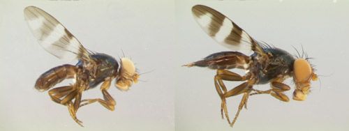 Figure 8. Euxesta annonae male (left) and female (right).