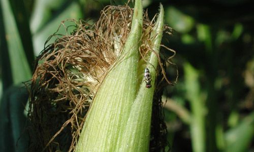 Figure 9. Euxesta stigmatias on sweet corn ear.