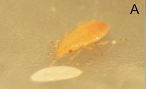 Figure 18. First instar Orius insidiosus nymph feeding on a Euxesta spp. egg.