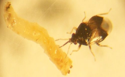 Figure 17. Adult Orius insidiosus feeding on a third instar larva of Euxesta stigmatias.