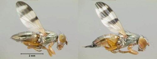 Figure 5. Chaetopsis massyla male (left) and female (right).