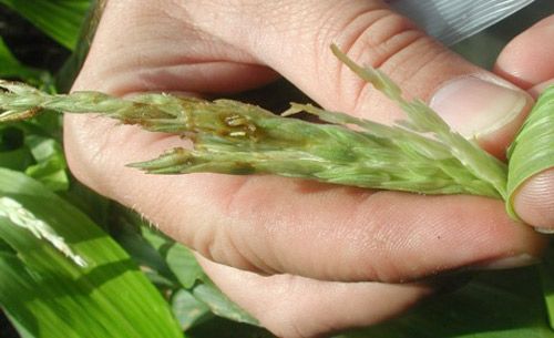 Figure 15. Damage by Chaetopsis massyla larvae to sweet corn tassel within or just emerging from corn whorl.