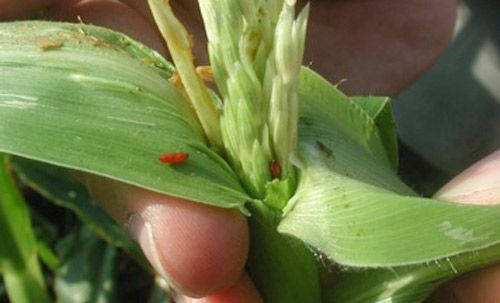 Figure 16. Chaetopsis massyla pupae in sweet corn tassel within whorl.
