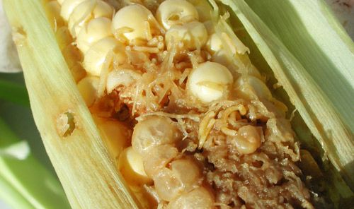 Figure 14. Damage to sweet corn kernels by Euxesta spp. and Chaetopsis massyla larvae.